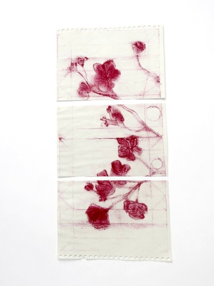 Buscando el sol: grabado de flores de cerezo en tinta magenta sobre papel